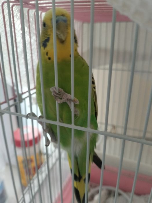 Срочно продам папугай
