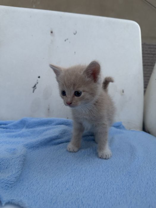 Продам котят веслоухое