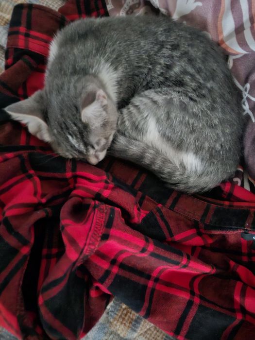 Кошечка, 5 месяцев