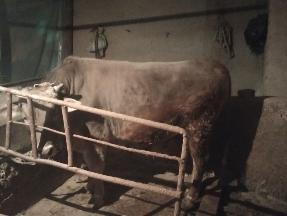 Qashqadadaryo shaxrisabz