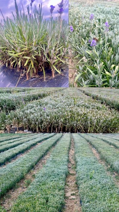 Разсад Лавандула  Лавандулов разсад