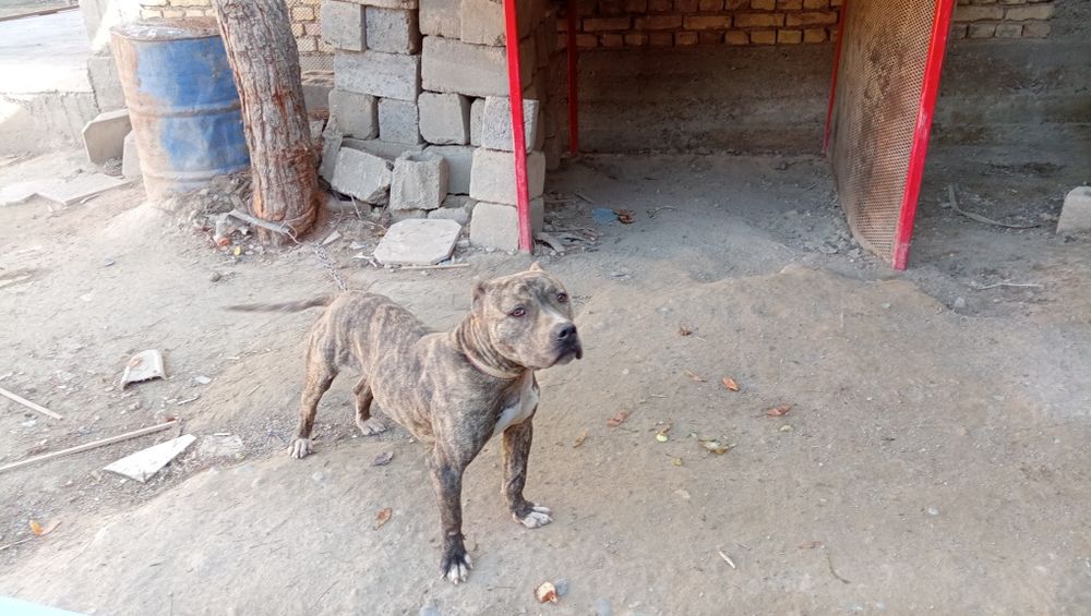 Питбуль 1 ёш 2ойлиг тоззасидан