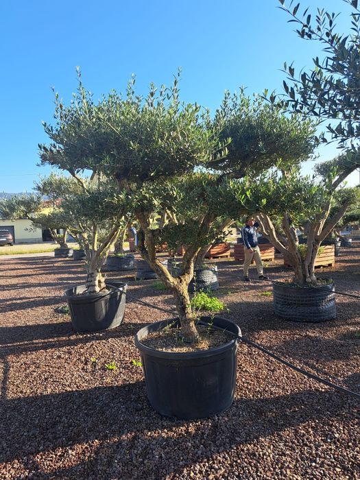 Tuia mesteacăn  magnolia  spirala