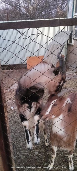 Продам или обменяю козла