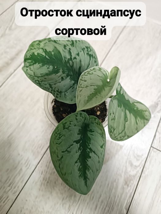 Үй гүлдері. Комнатные цветы