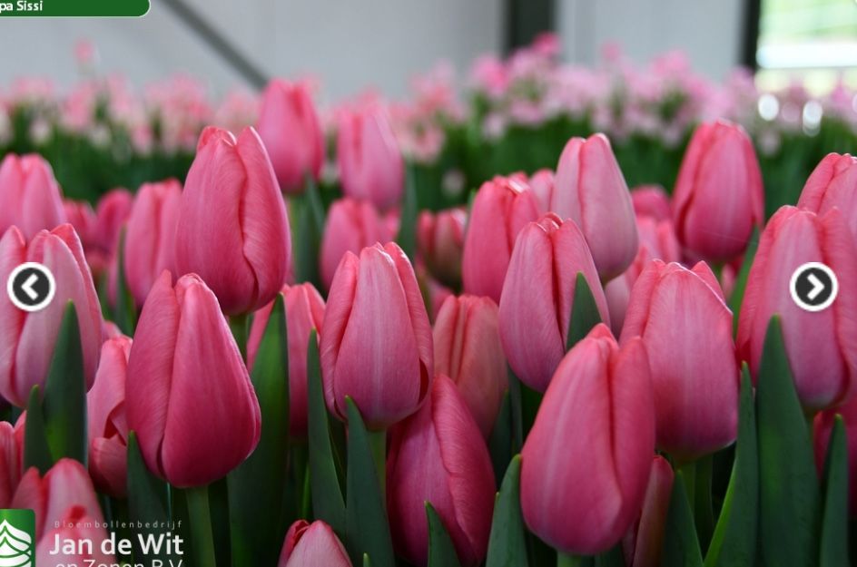 Тюльпаны из теплицы в Караганде к 8 марта