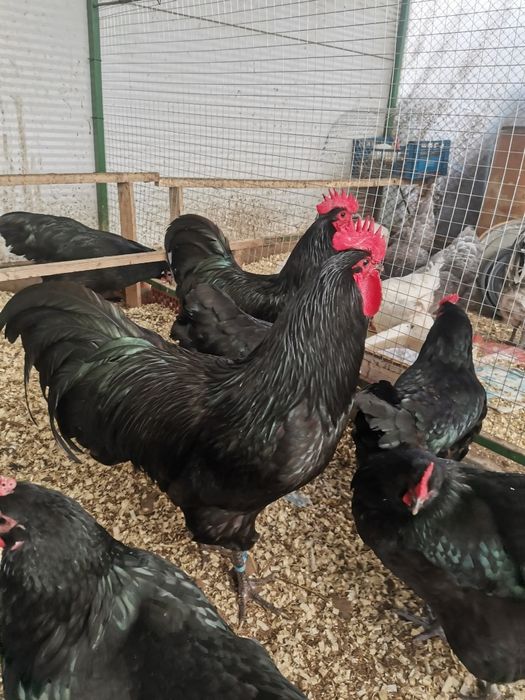 Продавам оплодени яйца от черен Австралорп... Работя с еконт и спиди