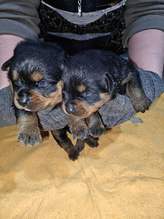 Продаётся щенки Ротифел