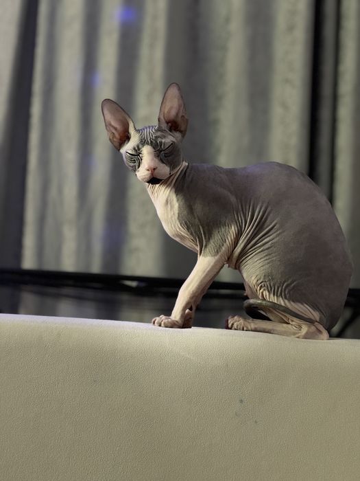 Вязка сфинкса ….