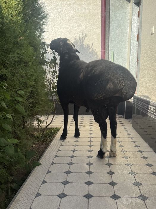 Xusori zotli qõchqor sotiladi