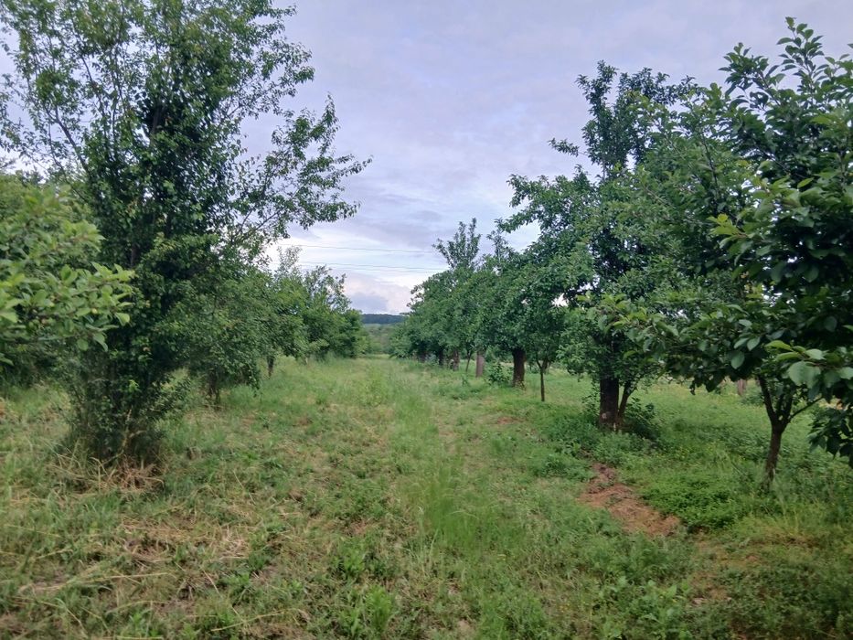 Teren intravilan