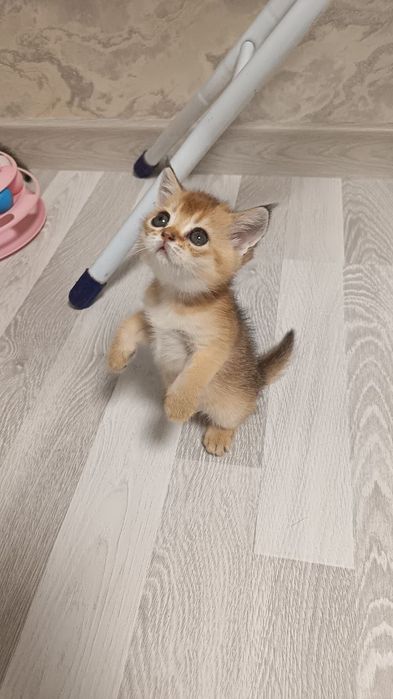 Золотая шиншилла  малыши готовы переехать в новый дом