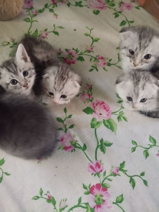 Шотландский вислоухий