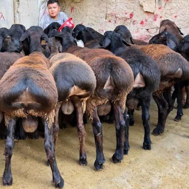 Qochqorlar sotiladi qassob xizmati