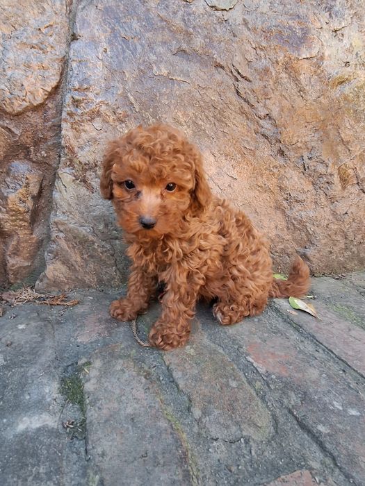 Pudel/Poodle miniature