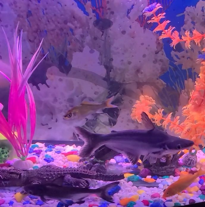 Sog‘lom baliqlar sotiladi.