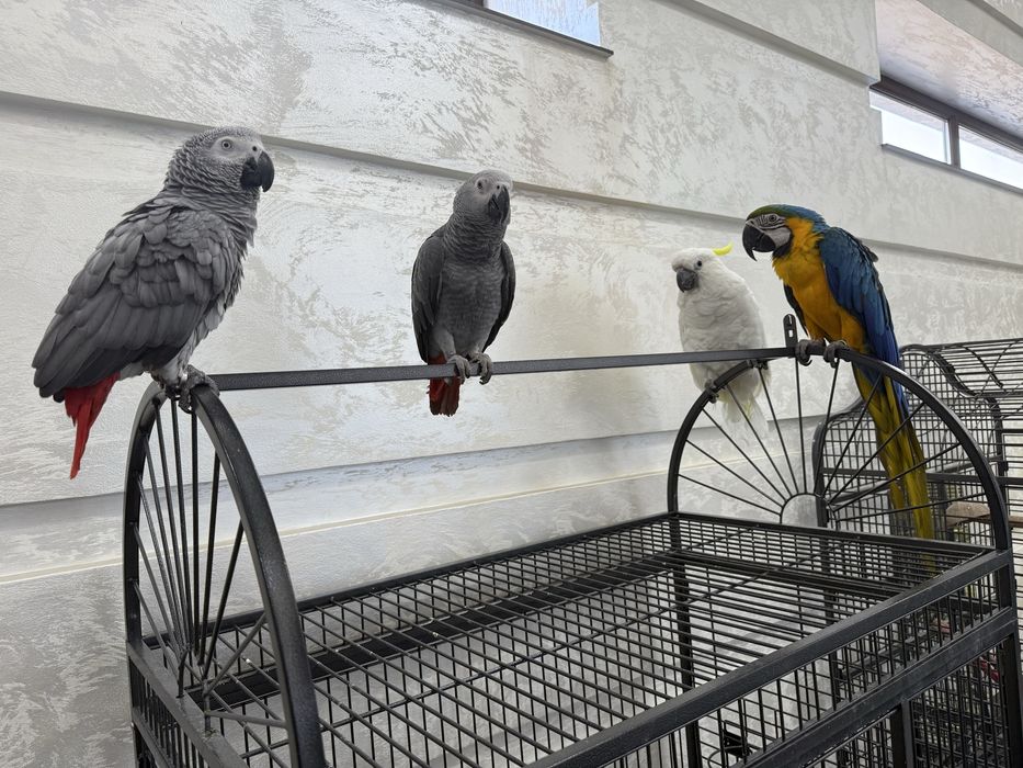 Продажа ручных попугаев Qo‘lga o‘rgatilgan to‘tiqushlar sotiladi