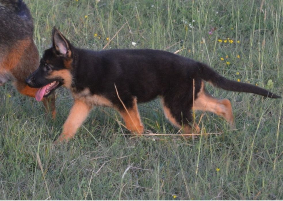 Ciobanesc german