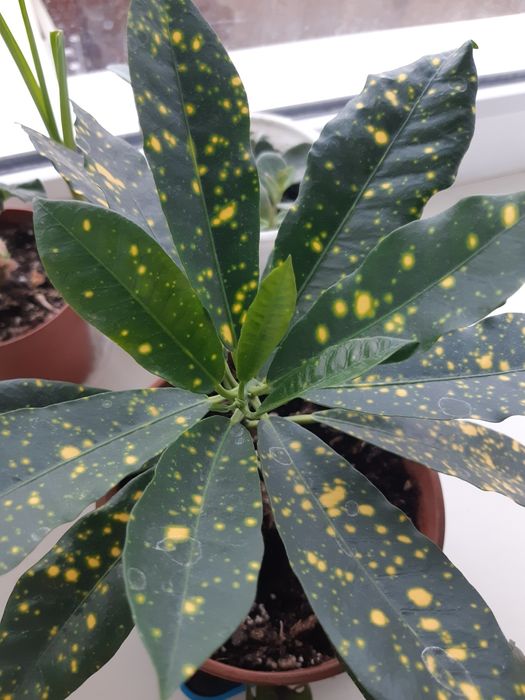 Комнатный цветок