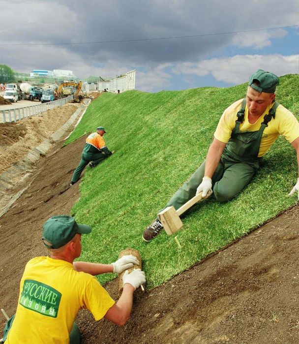 Газон живая рулонные