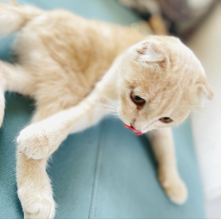 Шотландский кот (Scottish Fold)