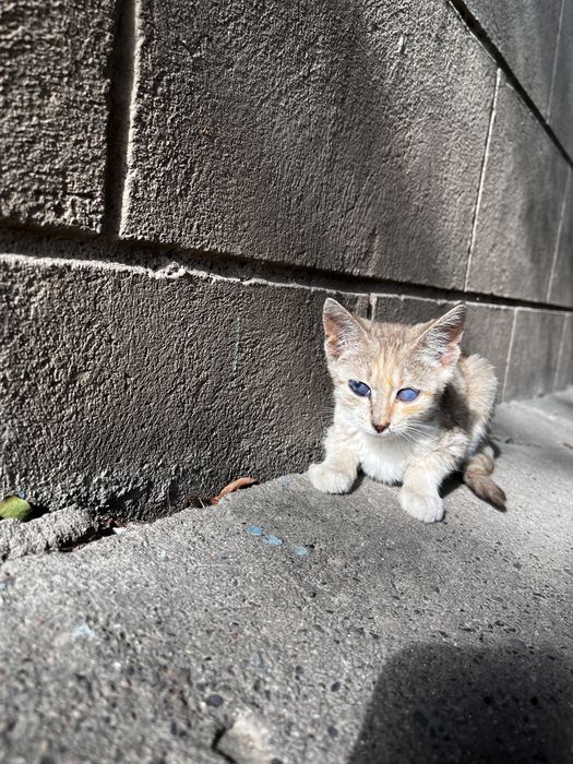 Отдам котят в добрые руки