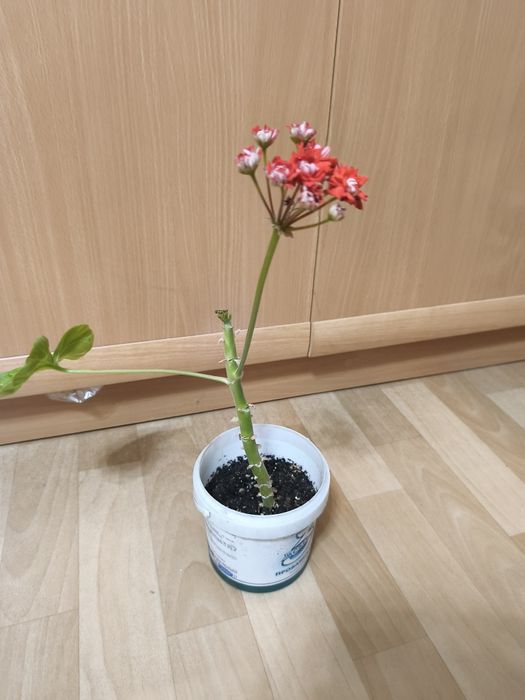 Продаются домашние цветы