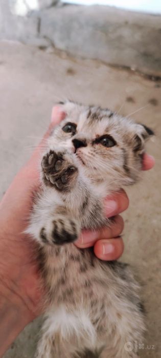 Scottish fold ona bola mushuk sotiladi