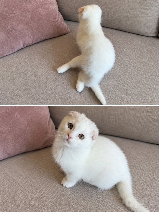 Котёнок девочка скоттиш фолд