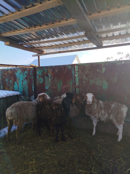 Бараны матки 5штук