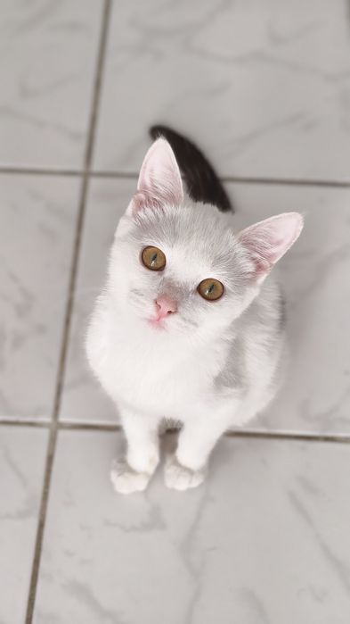 Котенок в добрые руки, девочка