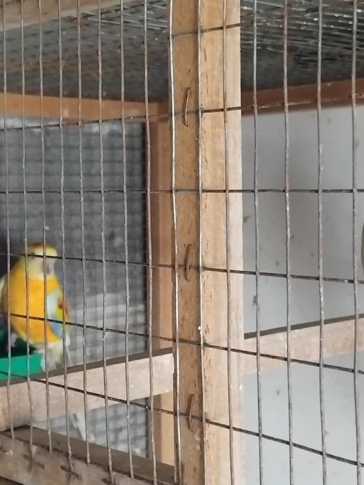 Поини папагали ,