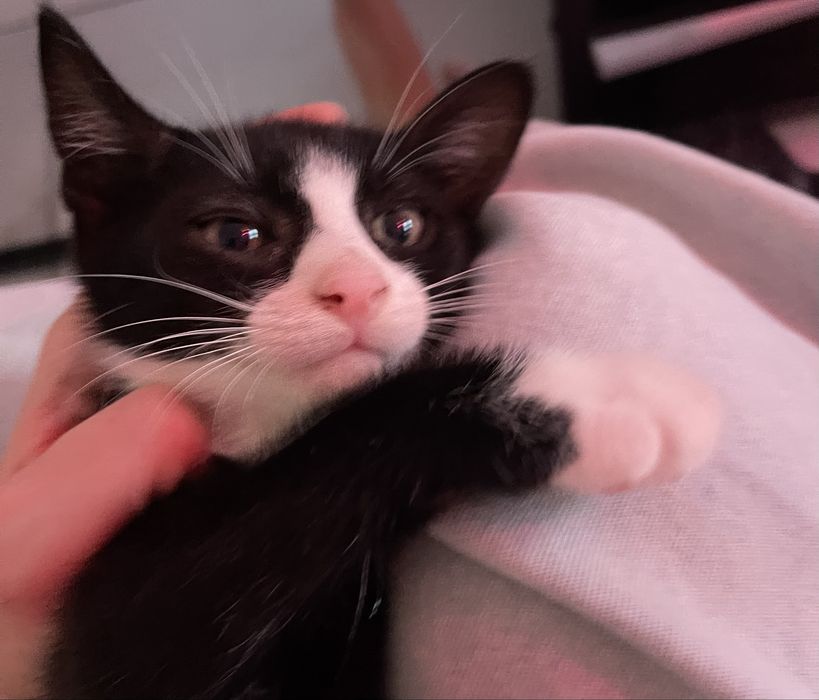 Spre adoptie motanel