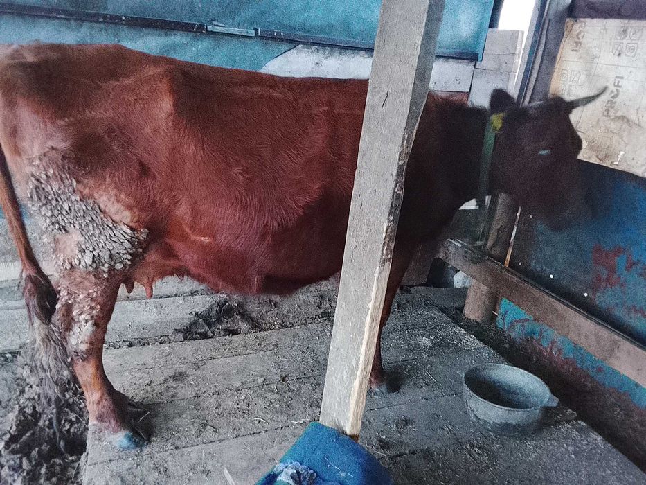 Корова  покрытая