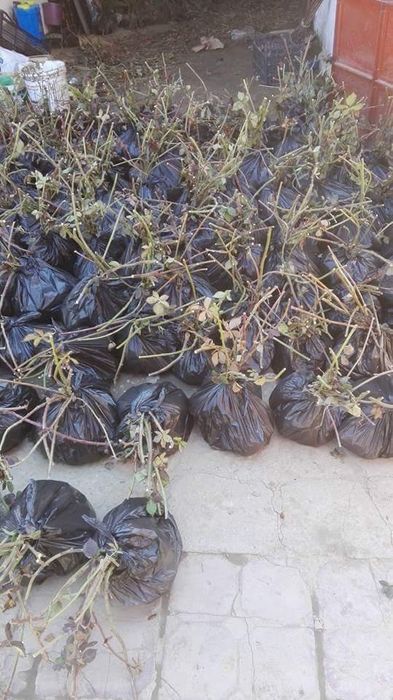 Butasi de mur Thornfree