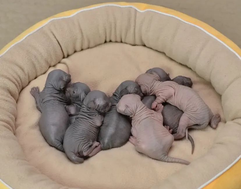 Канадские сфинксы