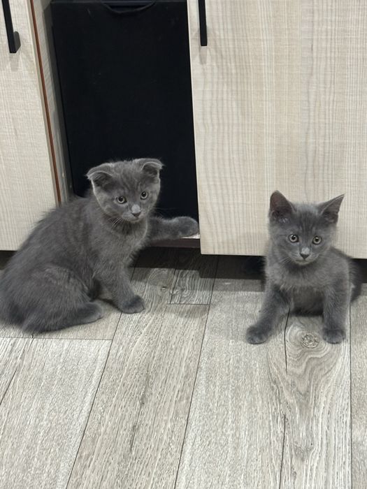 Срочная продажа котят