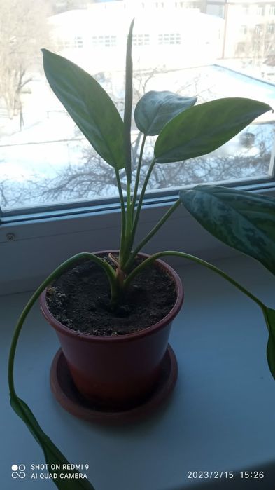 Аглаонема комнатное растение