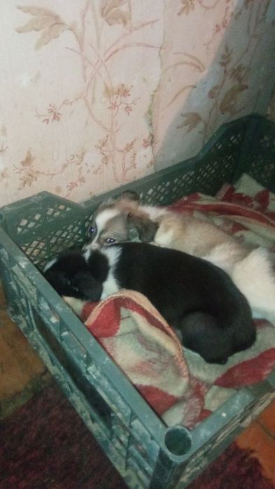 Отдам даром в хорошие руки.