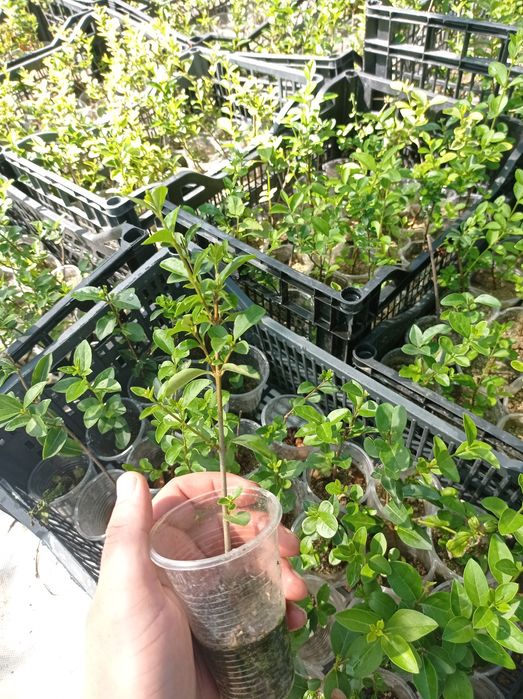 Лигуструм (Жив плет)