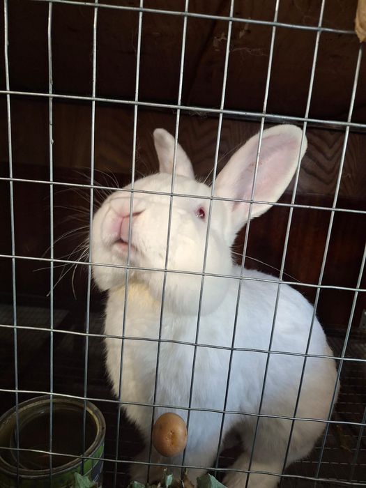 Продавам зайци пеперуда и новозеландски