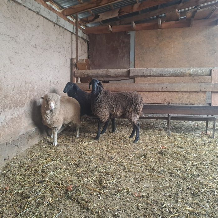 Семиз токтылар бордакы.