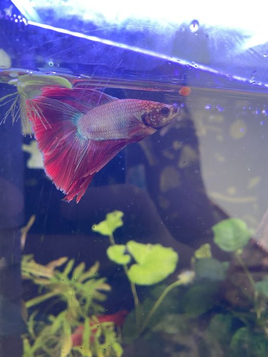 Петушки самцы  красивый