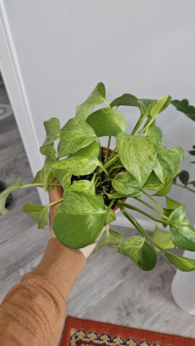 Продам цветы комнатные