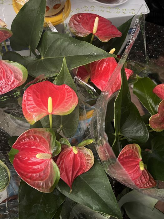 Комнатные растения