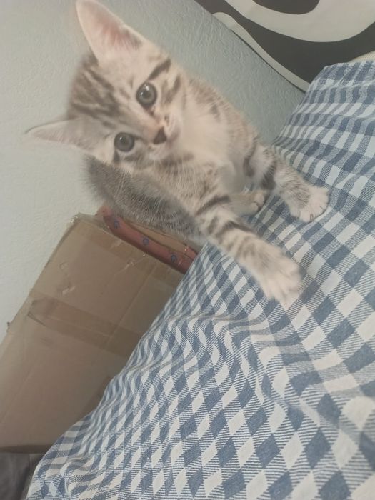 Отдаю котят в добрые руки