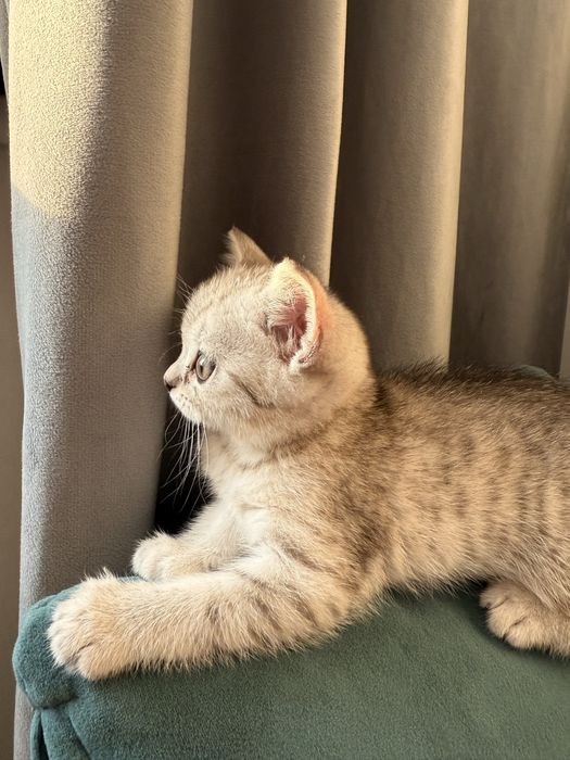Котенок шотландец
