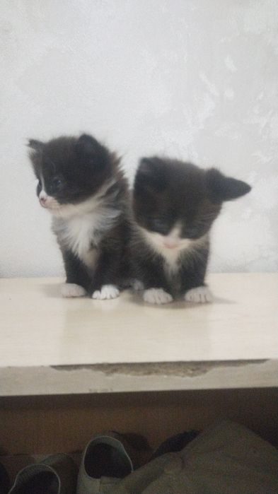 Котята 1.5 месяца
