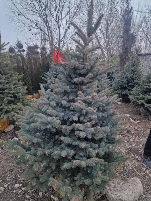 Озеленение ель сосна