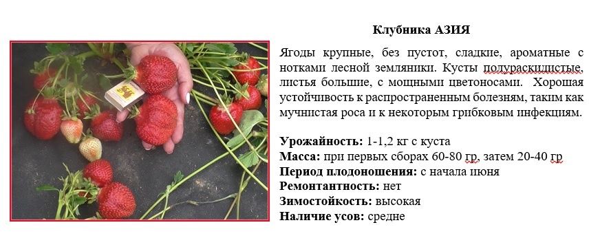 Продам рассаду клубники